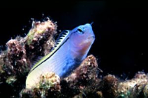 red sea- eilat aqatica 90 105mm lens . by Shmulik Blum 